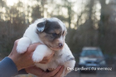 Femelle bleu merle queue longue 