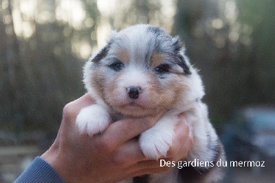 Mâle bleu merle queue longue 