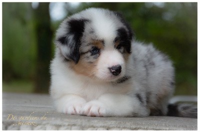 Mâle bleu merle queue longue 