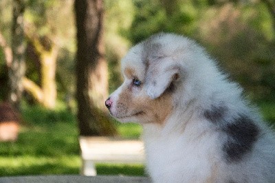 mâle bleu merle queue longue 