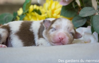 Femelle rouge merle queue longue 