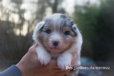 Mâle bleu merle queue longue 