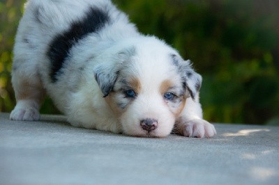 Femelle bleu merle 