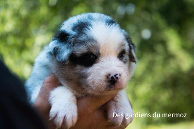 Femelle bleu merle bicolore  queue longue 