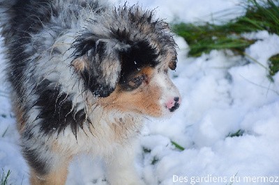 Femelle bleu merle 