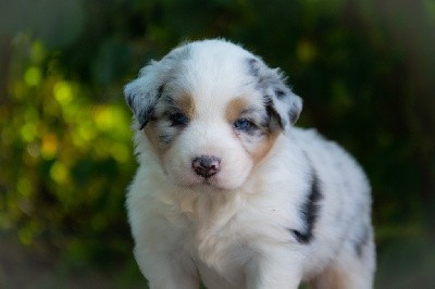 Femelle bleu merle 