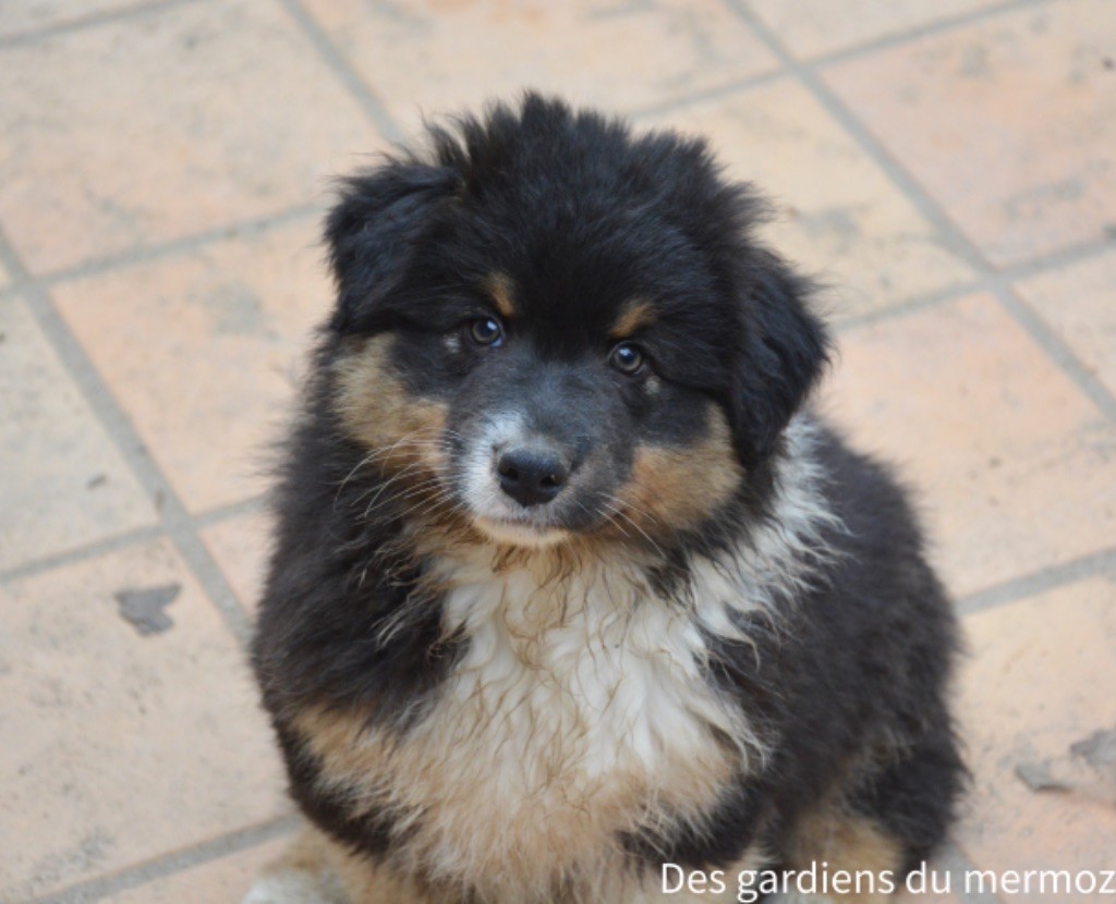 Des Gardiens Du Mermoz - Chiot disponible  - Berger Australien