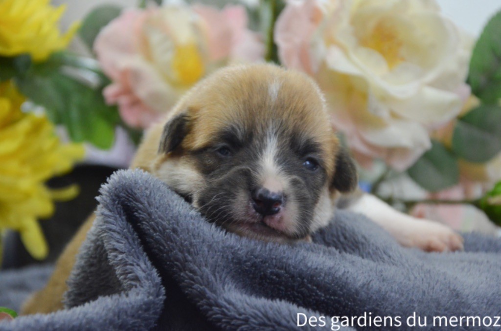 Des Gardiens Du Mermoz - Chiot disponible  - Welsh Corgi Pembroke