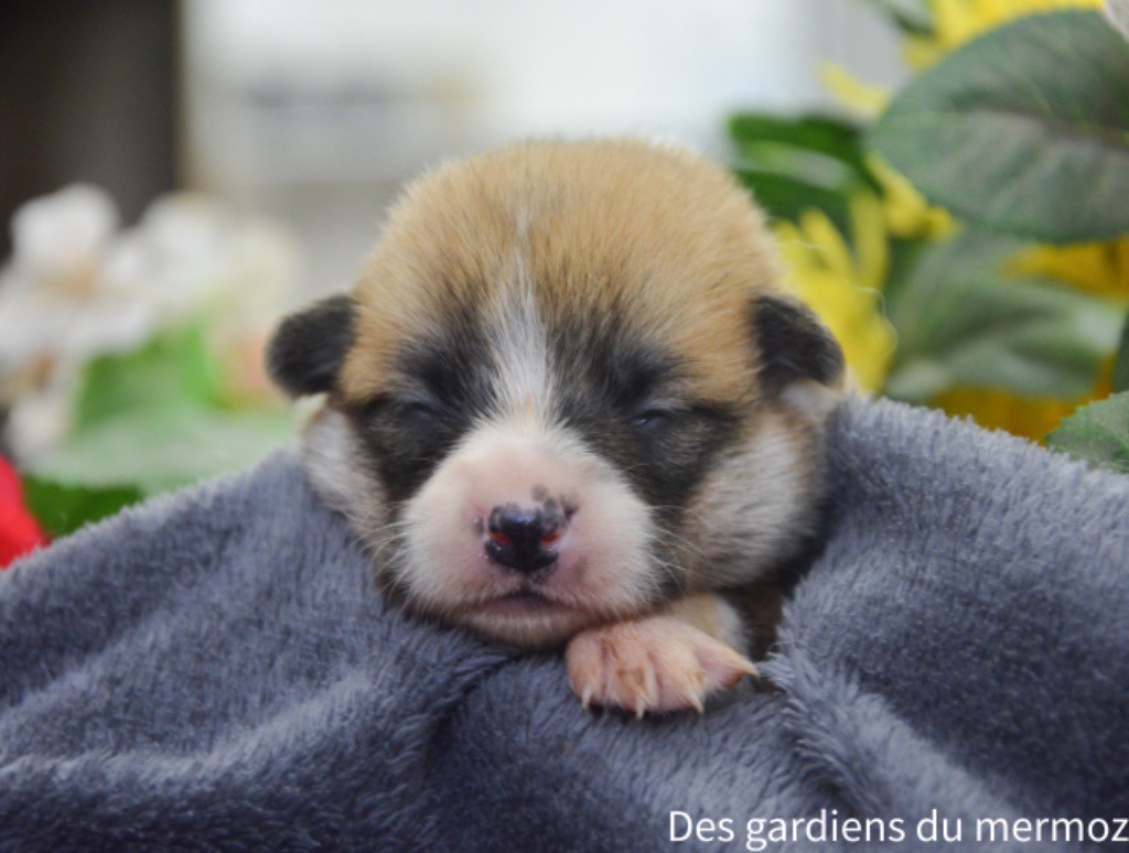 Des Gardiens Du Mermoz - Chiot disponible  - Welsh Corgi Pembroke