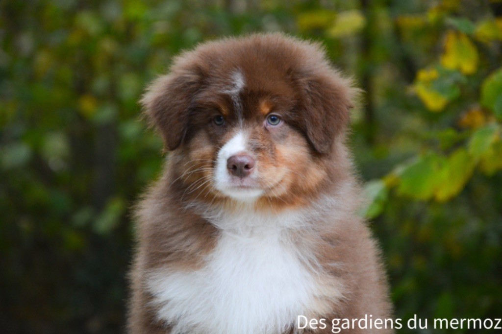 Des Gardiens Du Mermoz - Chiot disponible  - Berger Australien