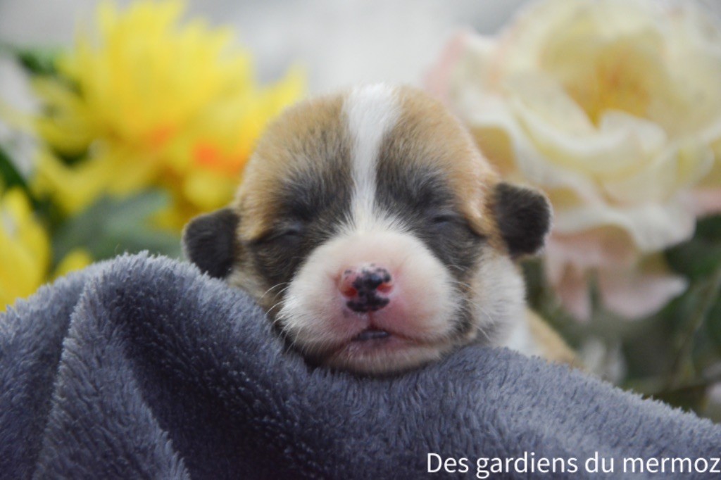 Des Gardiens Du Mermoz - Chiot disponible  - Welsh Corgi Pembroke