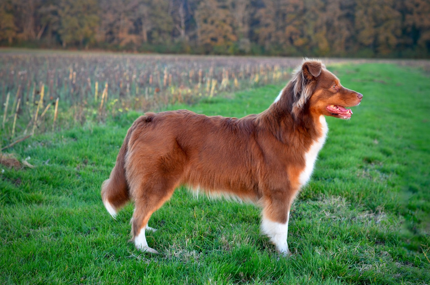 Safrana Des Gardiens Du Mermoz