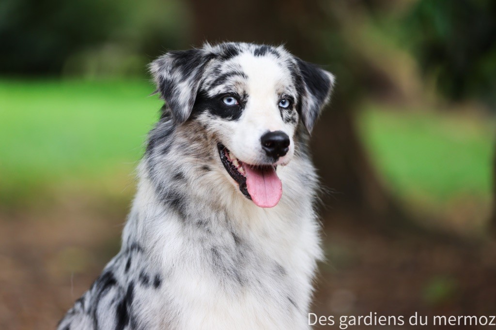 Un phénomène Des Gardiens Du Mermoz