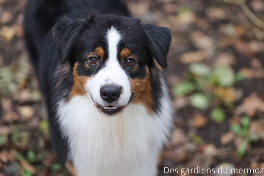 Voici la douceur Des Gardiens Du Mermoz