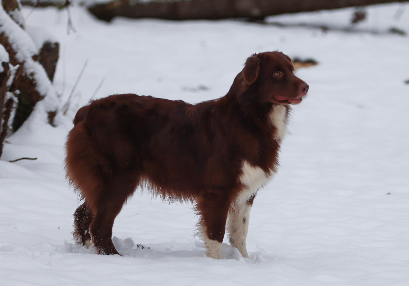 Valhalla Figg Des Gardiens Du Mermoz