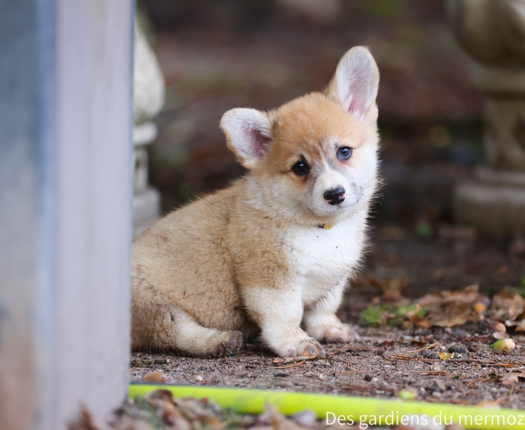 Des Gardiens Du Mermoz - Chiots disponibles - Welsh Corgi Pembroke