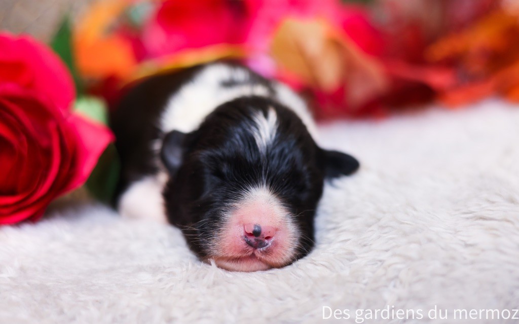Des Gardiens Du Mermoz - Chiots disponibles - Berger Australien