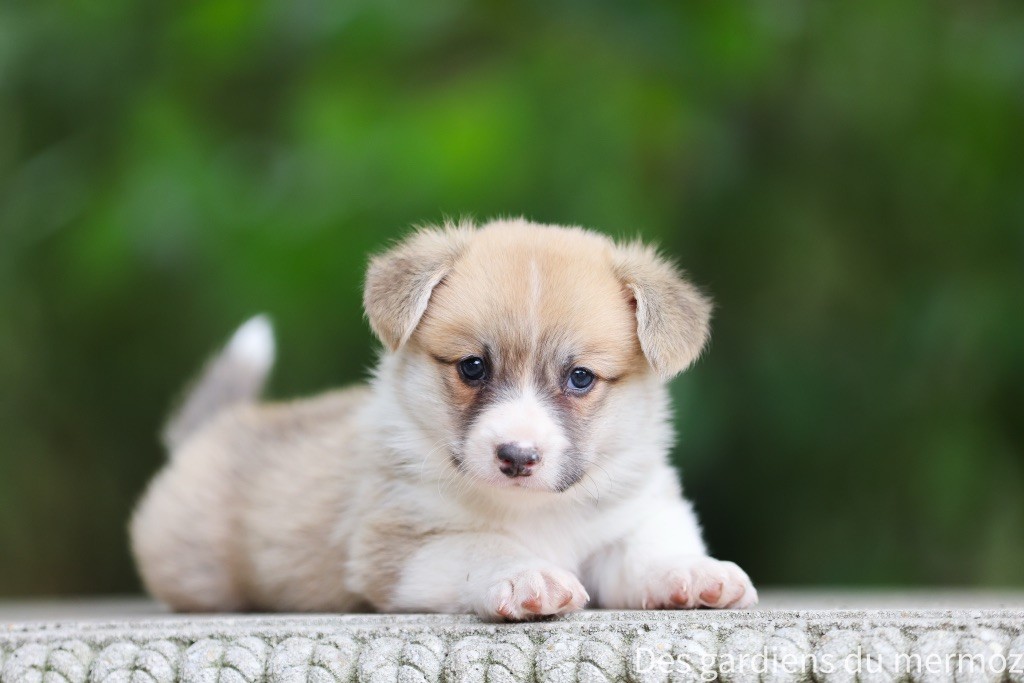 Des Gardiens Du Mermoz - Chiots disponibles - Welsh Corgi Pembroke