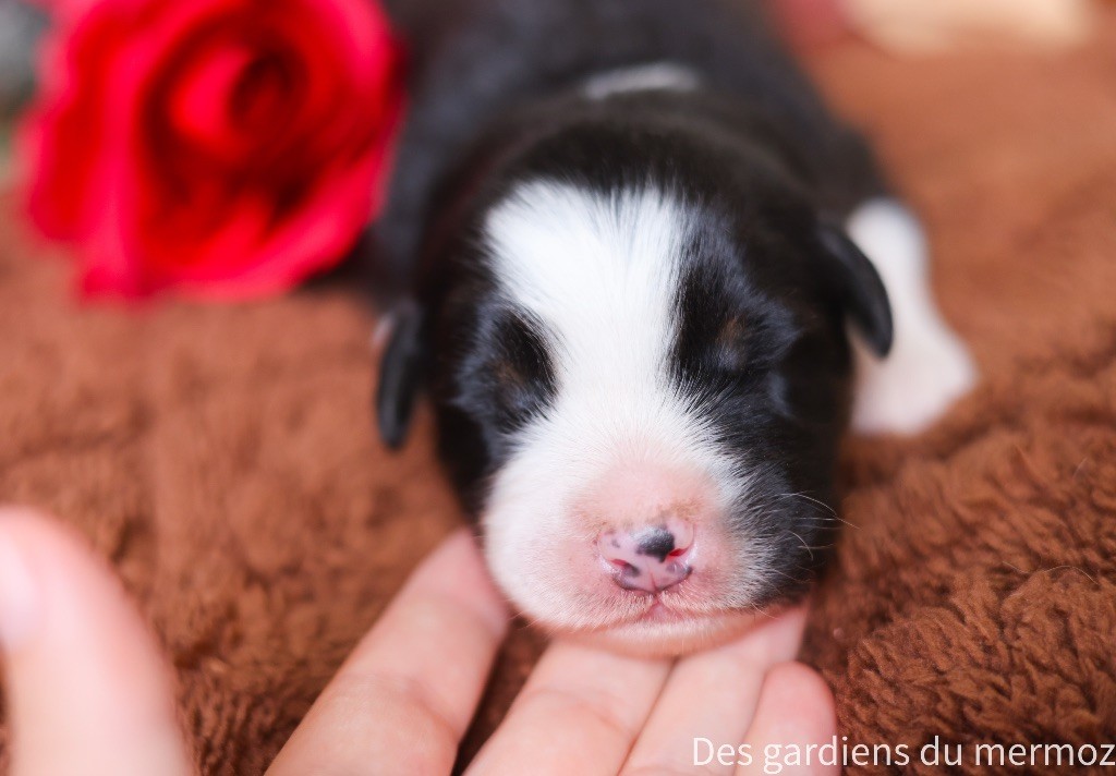 Des Gardiens Du Mermoz - Chiots disponibles - Berger Australien