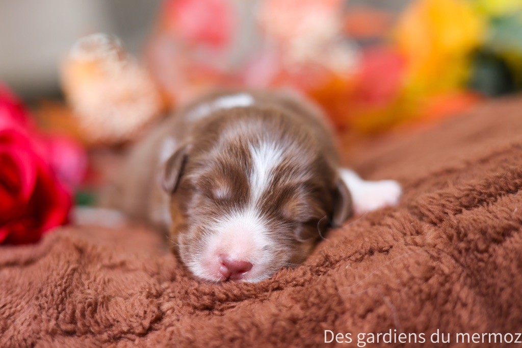 Des Gardiens Du Mermoz - Chiots disponibles - Berger Australien