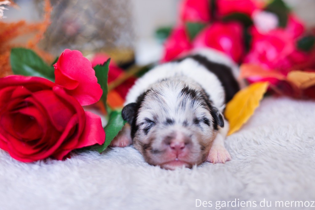 Des Gardiens Du Mermoz - Chiots disponibles - Berger Australien