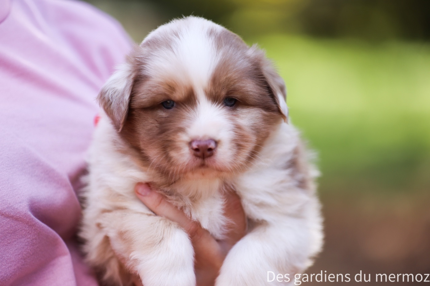 Des Gardiens Du Mermoz - Berger Australien - Portée née le 25/09/2025