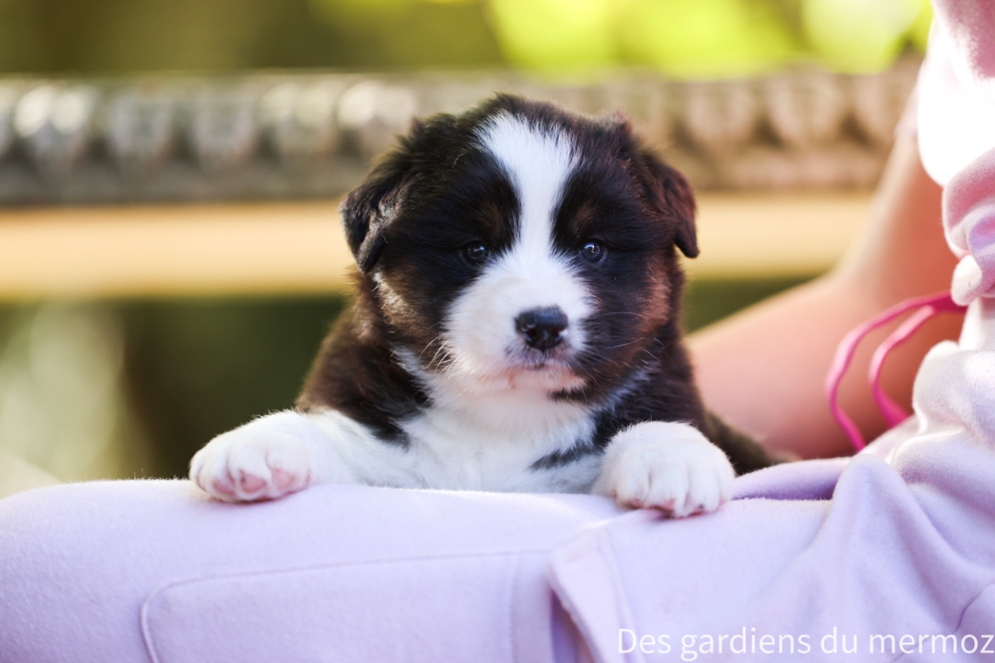 Des Gardiens Du Mermoz - Chiots disponibles - Berger Australien