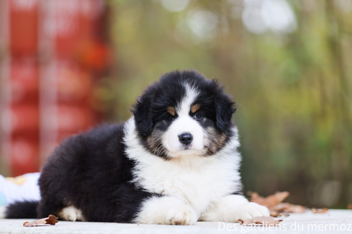 Des Gardiens Du Mermoz - Chiots disponibles - Berger Australien