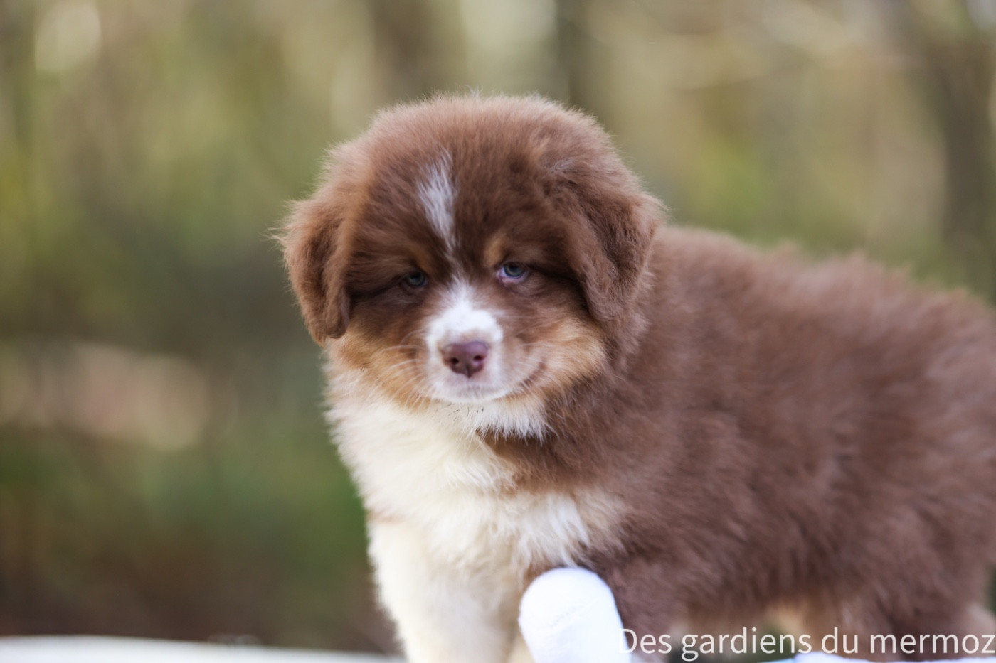 Des Gardiens Du Mermoz - Chiots disponibles - Berger Australien