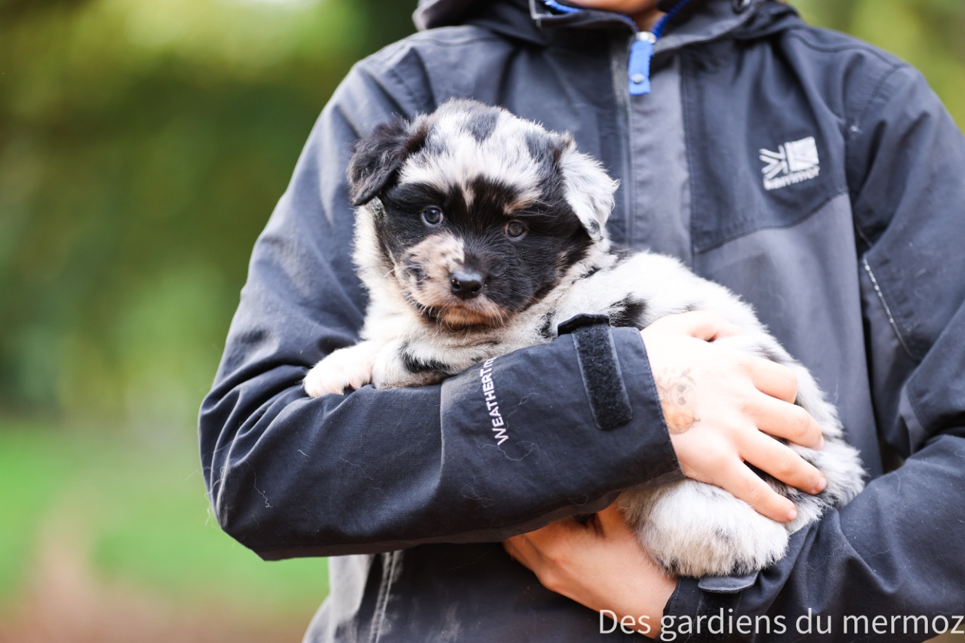 Des Gardiens Du Mermoz - Chiots disponibles - Berger Australien