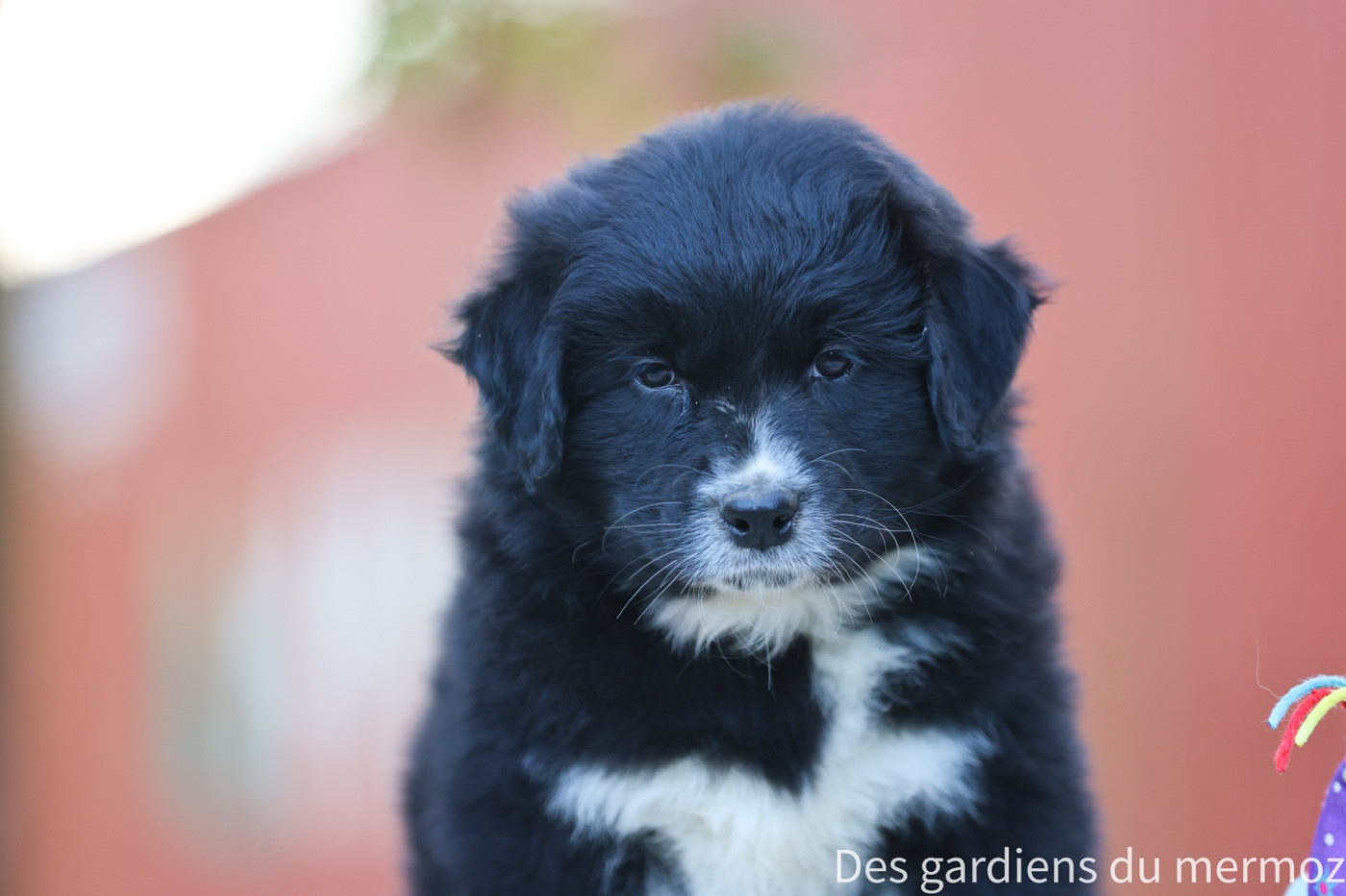 Des Gardiens Du Mermoz - Chiots disponibles - Berger Australien