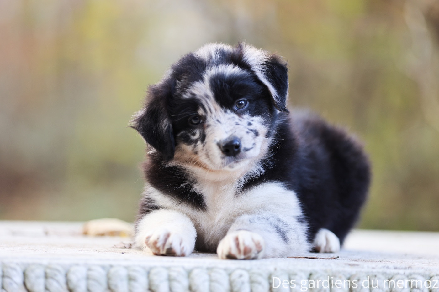 Des Gardiens Du Mermoz - Chiots disponibles - Berger Australien