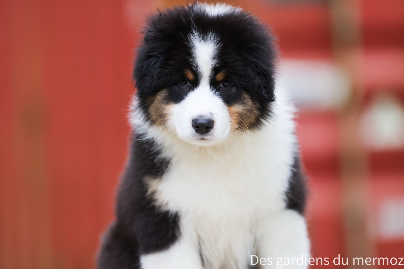 Des Gardiens Du Mermoz - Chiots disponibles - Berger Australien