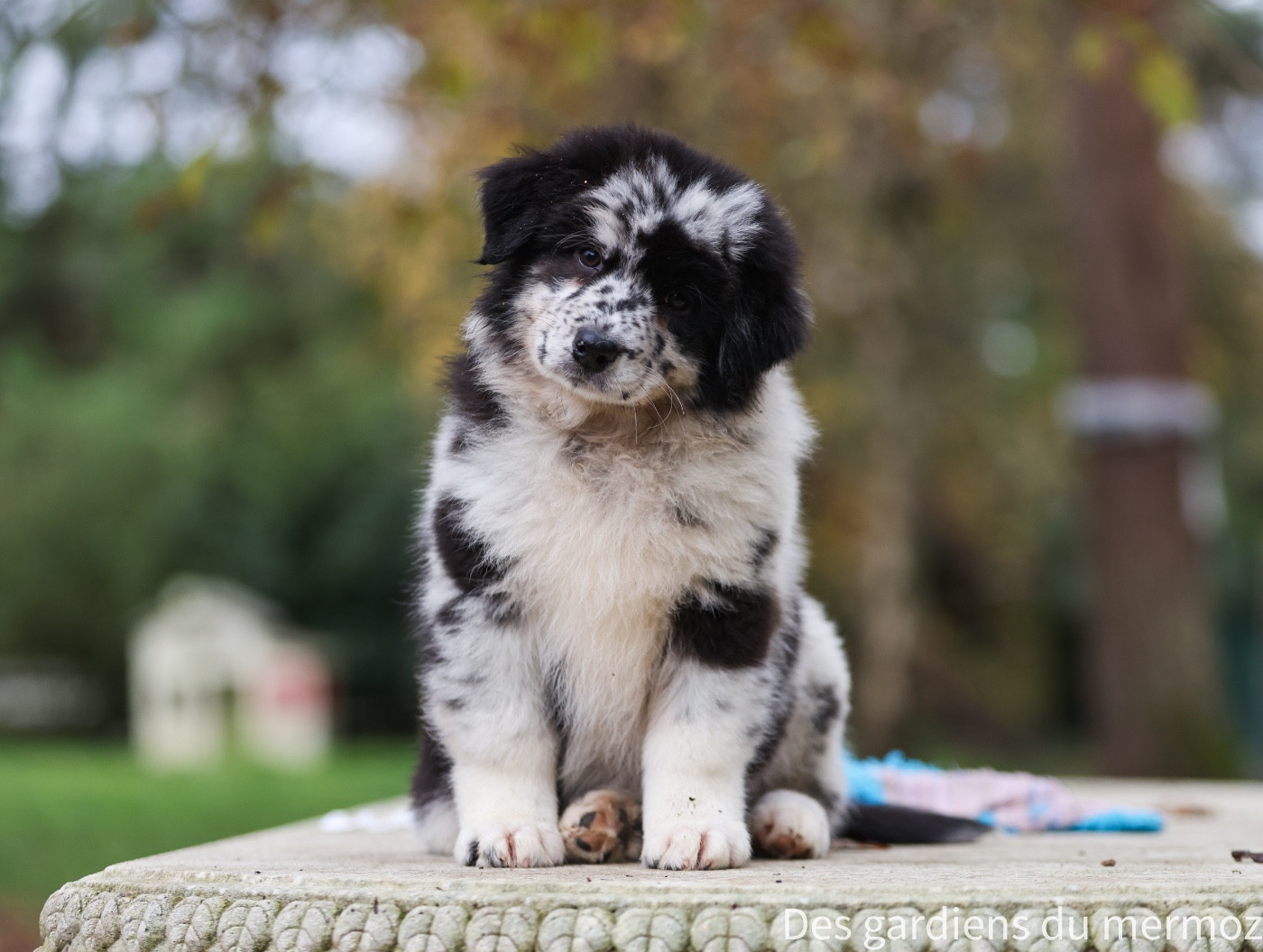 Des Gardiens Du Mermoz - Chiots disponibles - Berger Australien