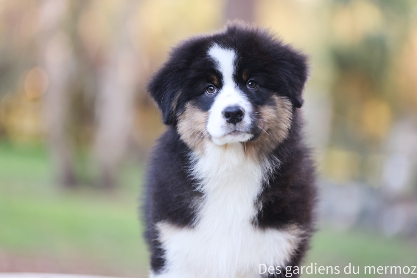 Des Gardiens Du Mermoz - Chiots disponibles - Berger Australien