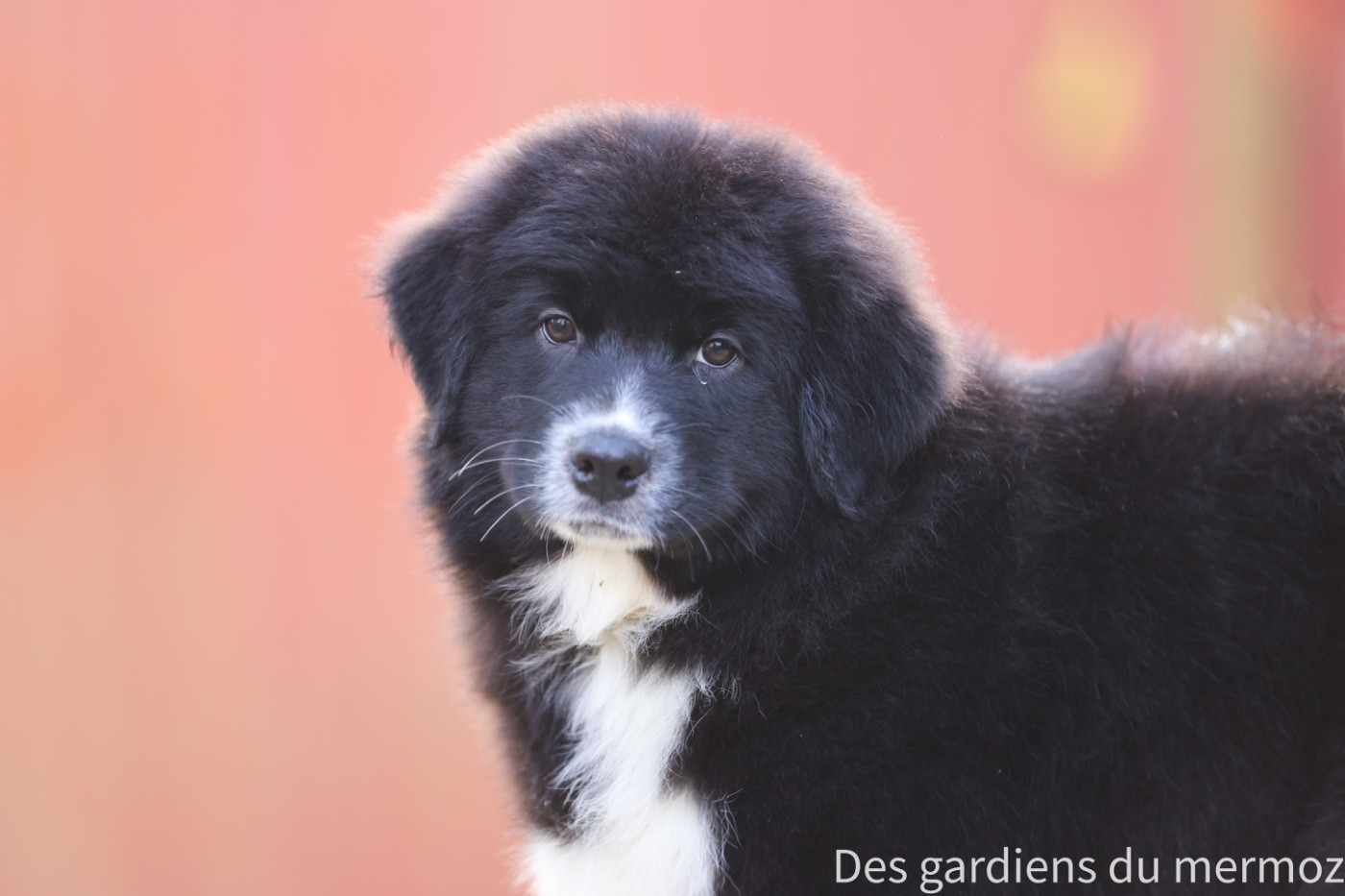 Des Gardiens Du Mermoz - Chiots disponibles - Berger Australien