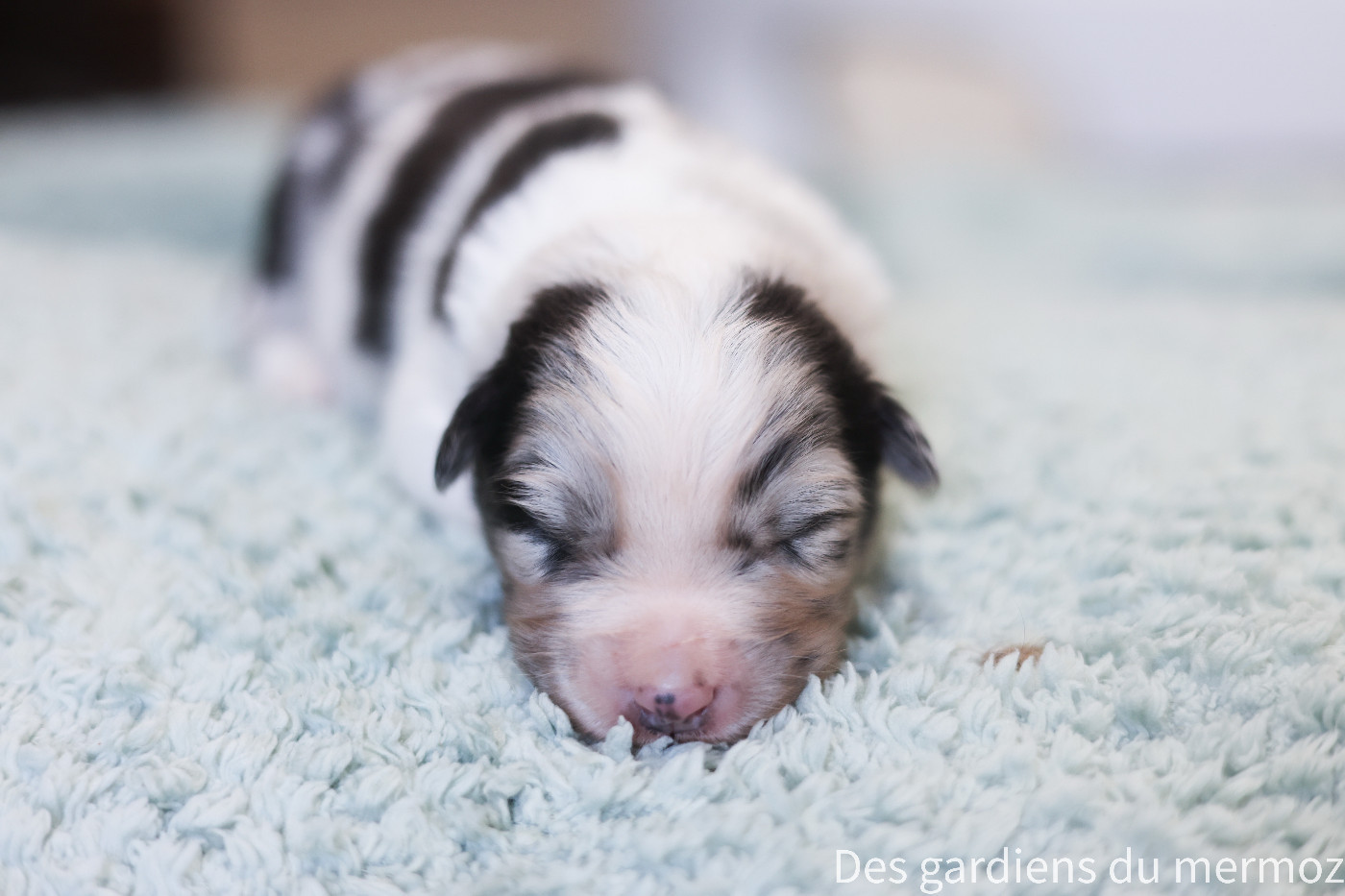 Des Gardiens Du Mermoz - Chiots disponibles - Berger Australien