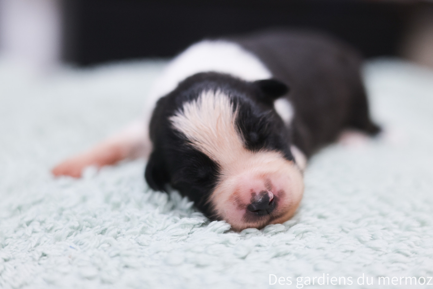 Des Gardiens Du Mermoz - Chiots disponibles - Berger Australien