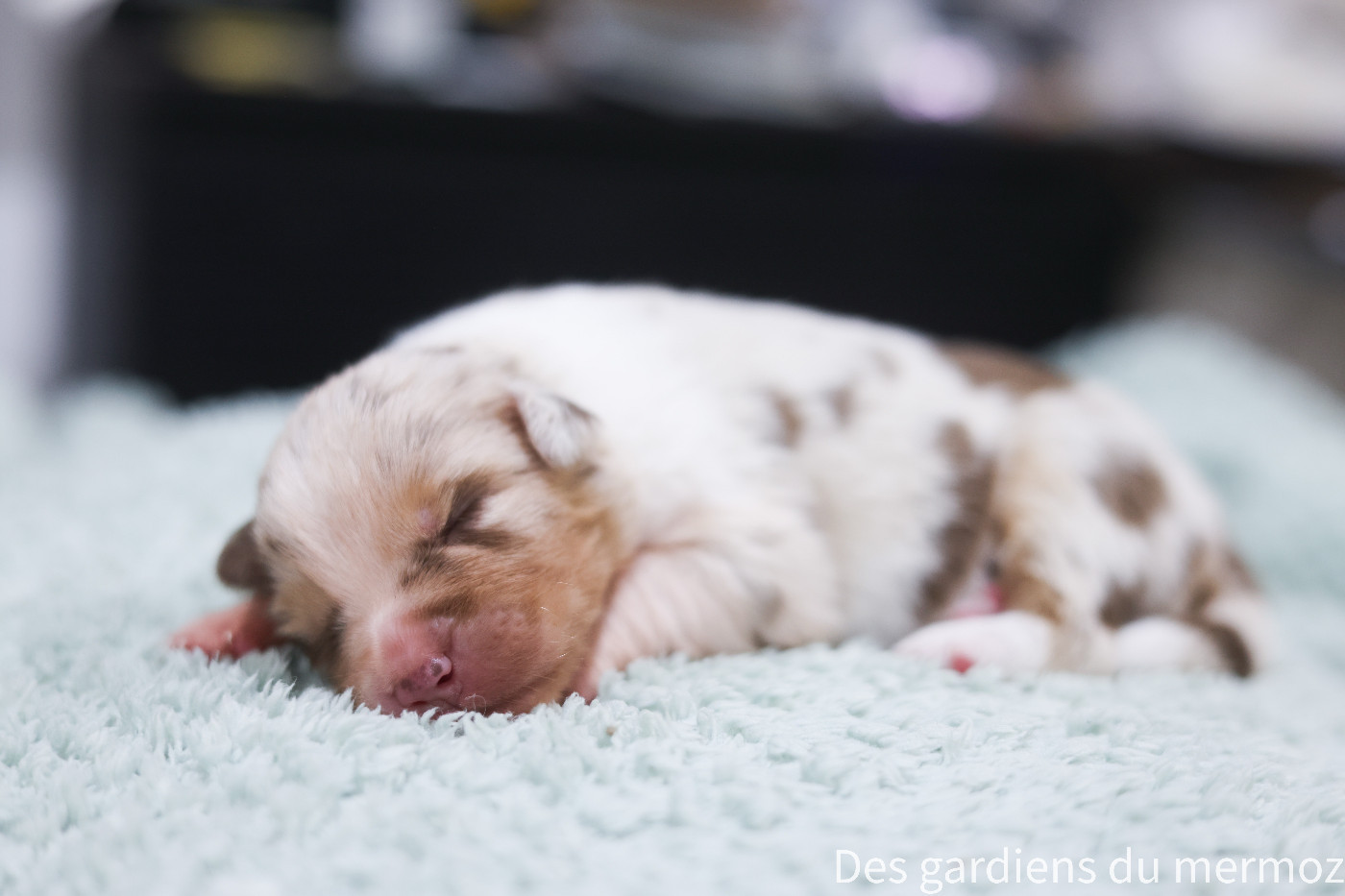 Des Gardiens Du Mermoz - Chiots disponibles - Berger Australien