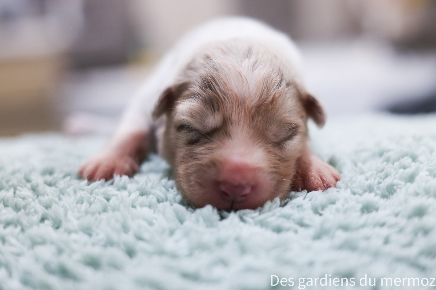 Des Gardiens Du Mermoz - Chiots disponibles - Berger Australien