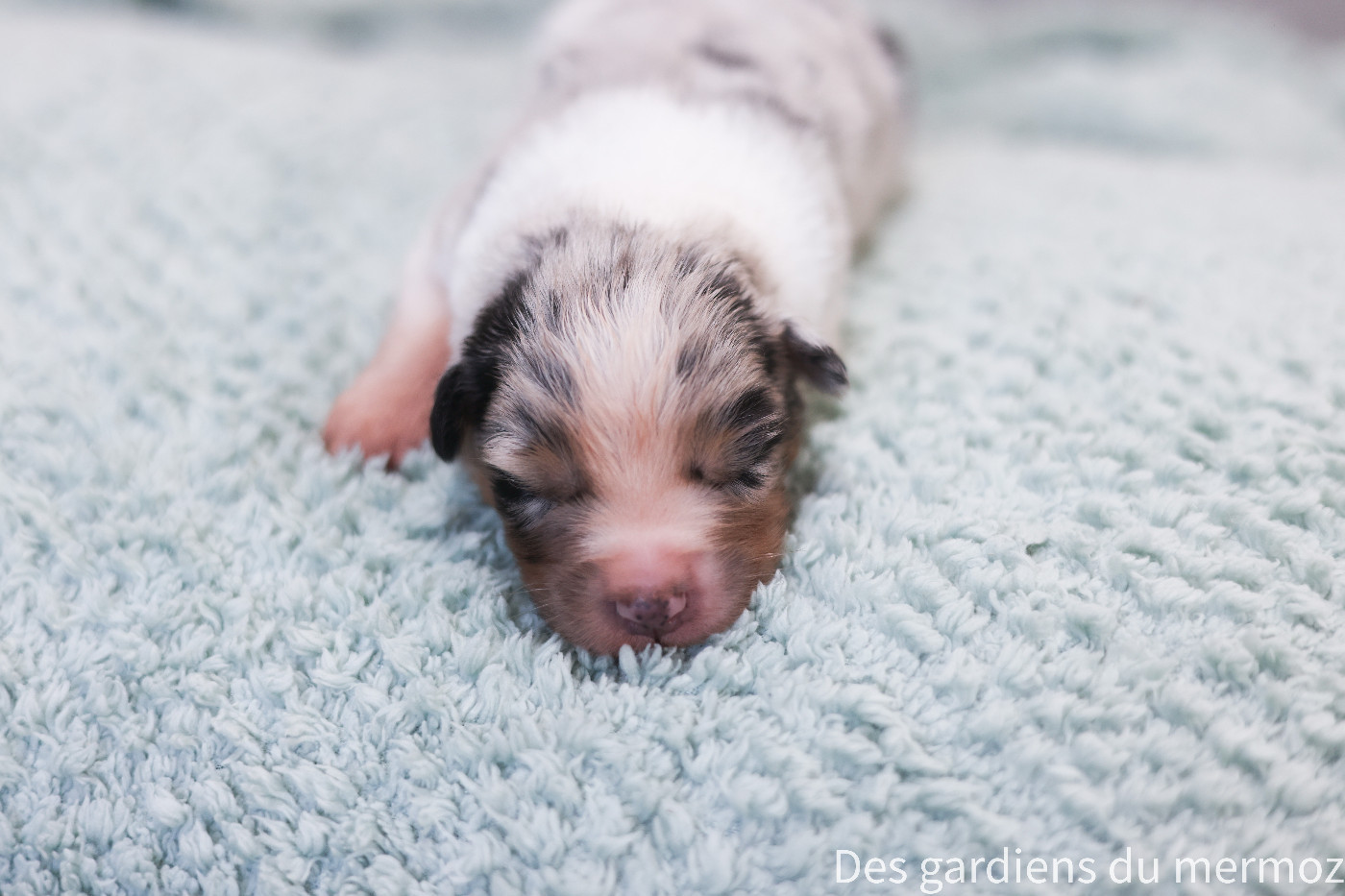 Des Gardiens Du Mermoz - Chiots disponibles - Berger Australien