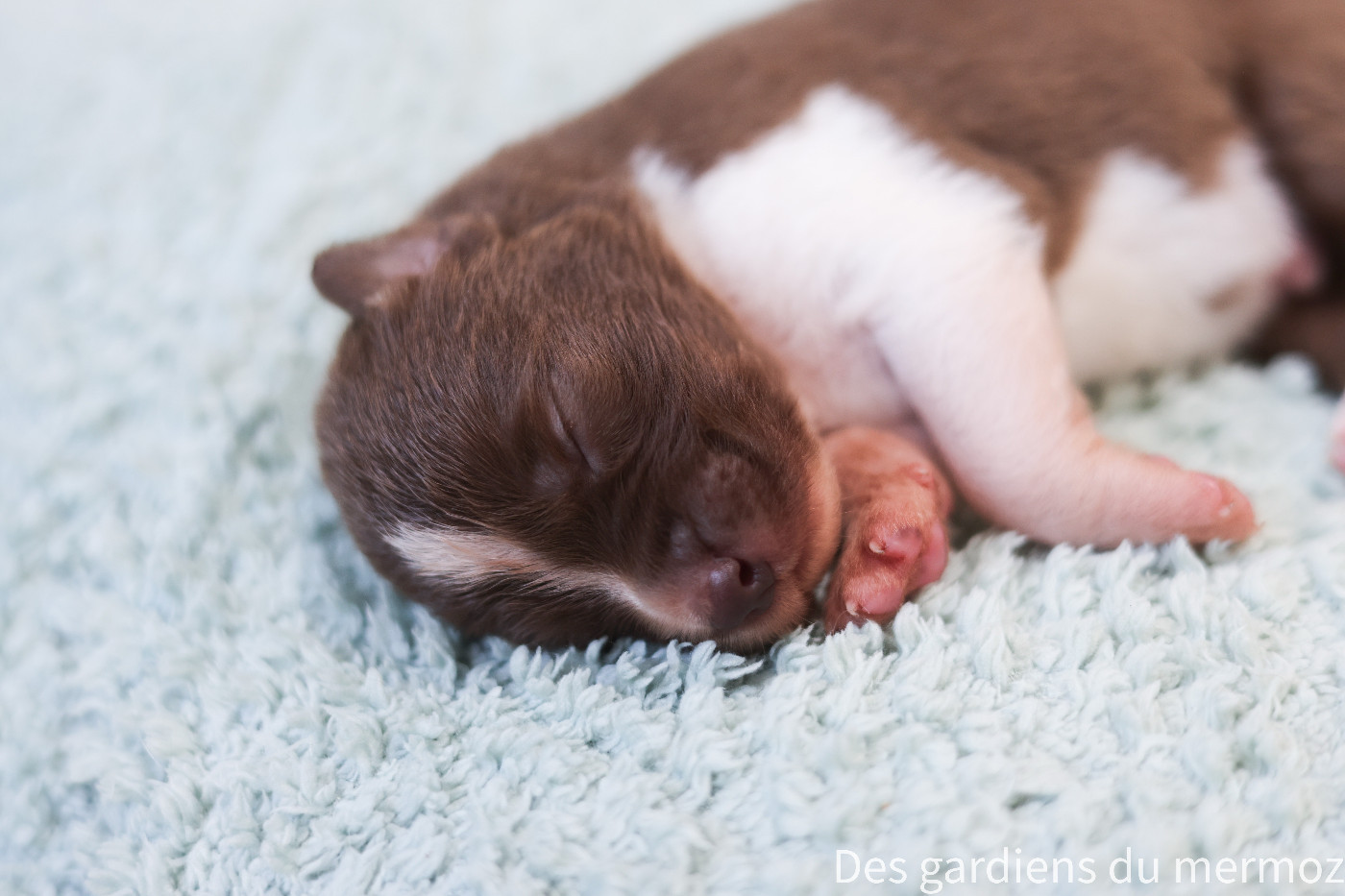 Des Gardiens Du Mermoz - Chiots disponibles - Berger Australien
