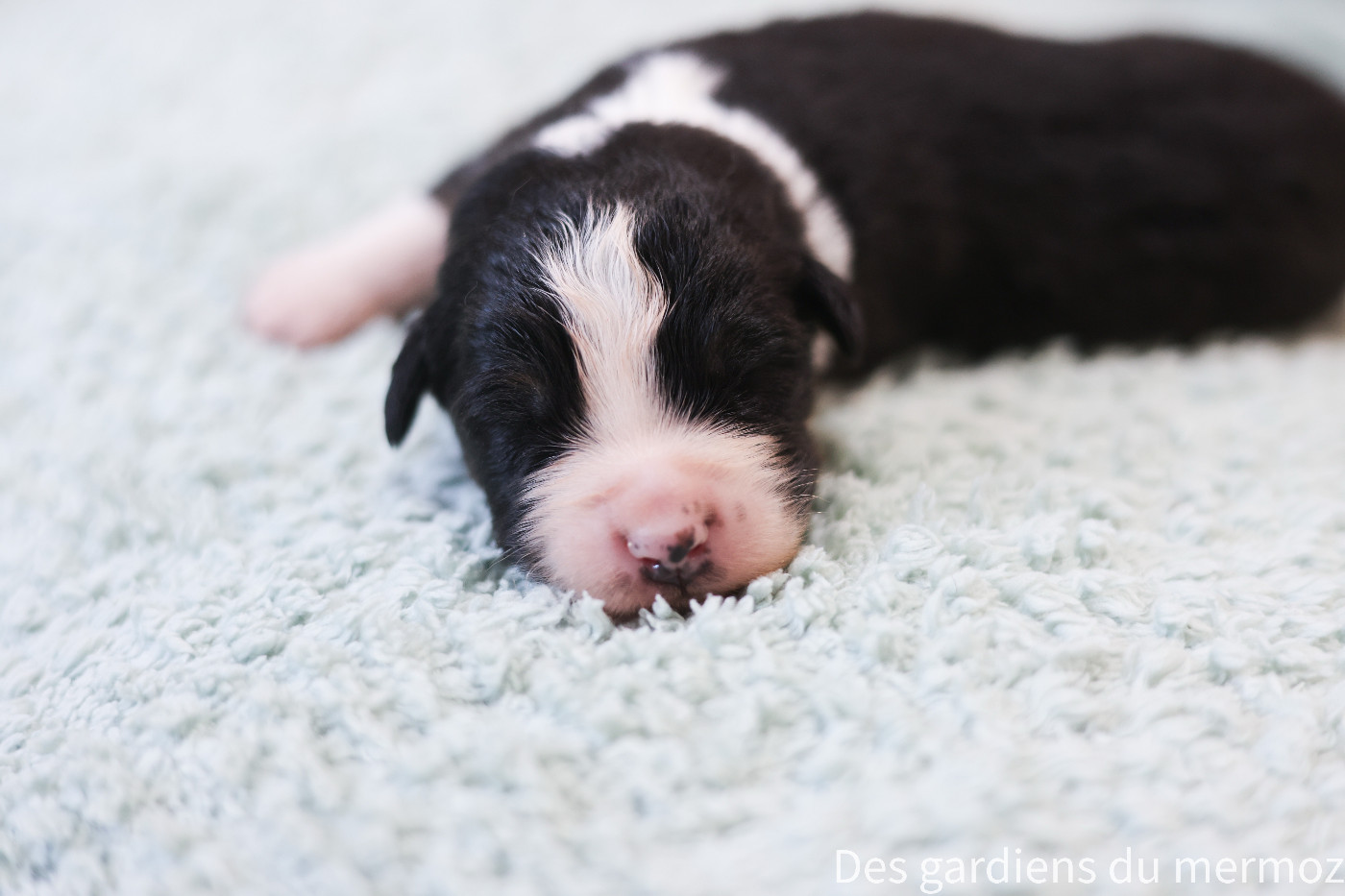 Des Gardiens Du Mermoz - Chiots disponibles - Berger Australien