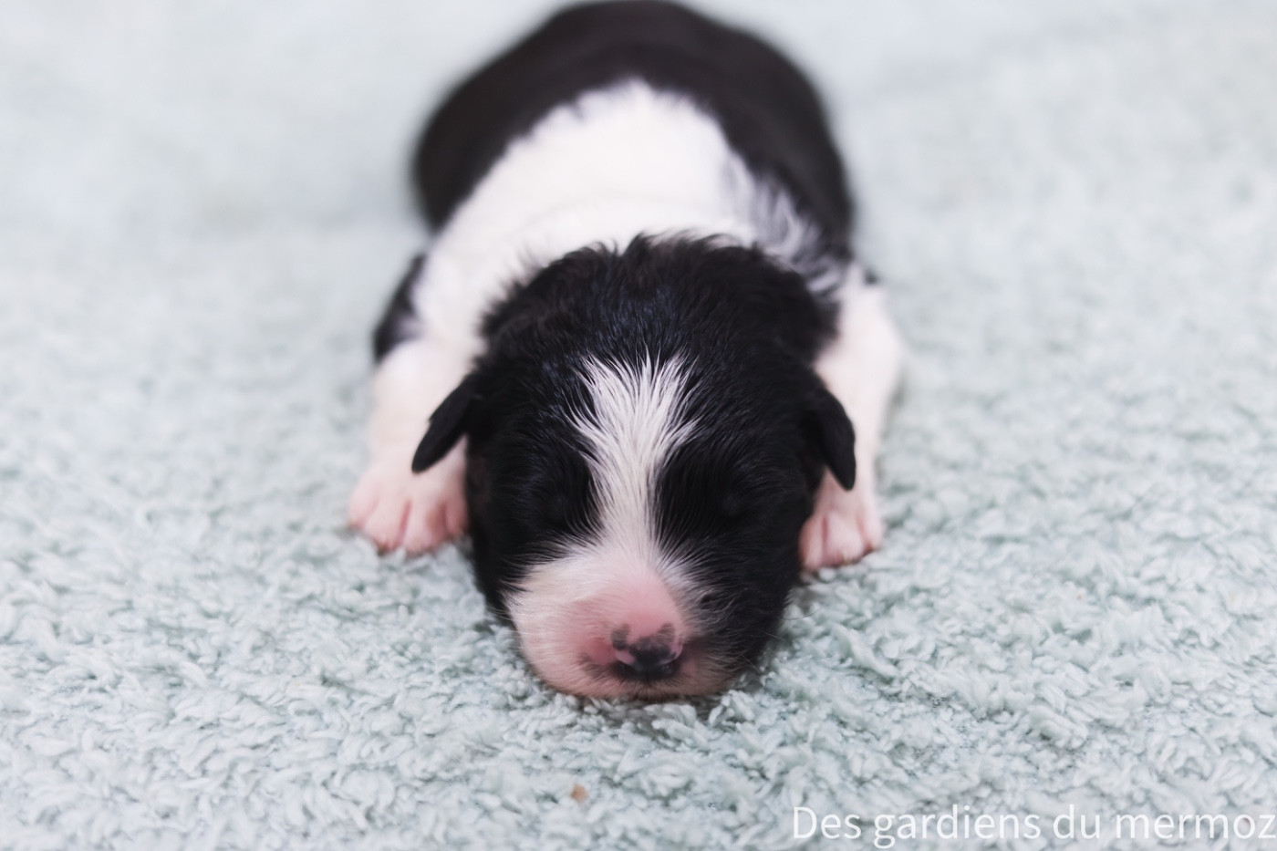 Des Gardiens Du Mermoz - Chiots disponibles - Berger Australien