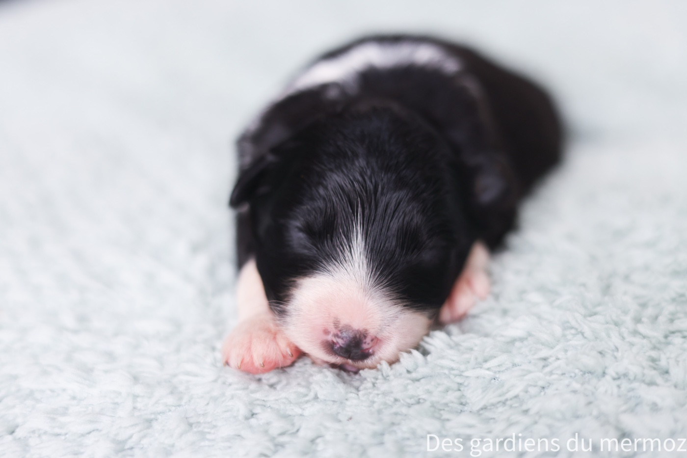 Des Gardiens Du Mermoz - Chiots disponibles - Berger Australien