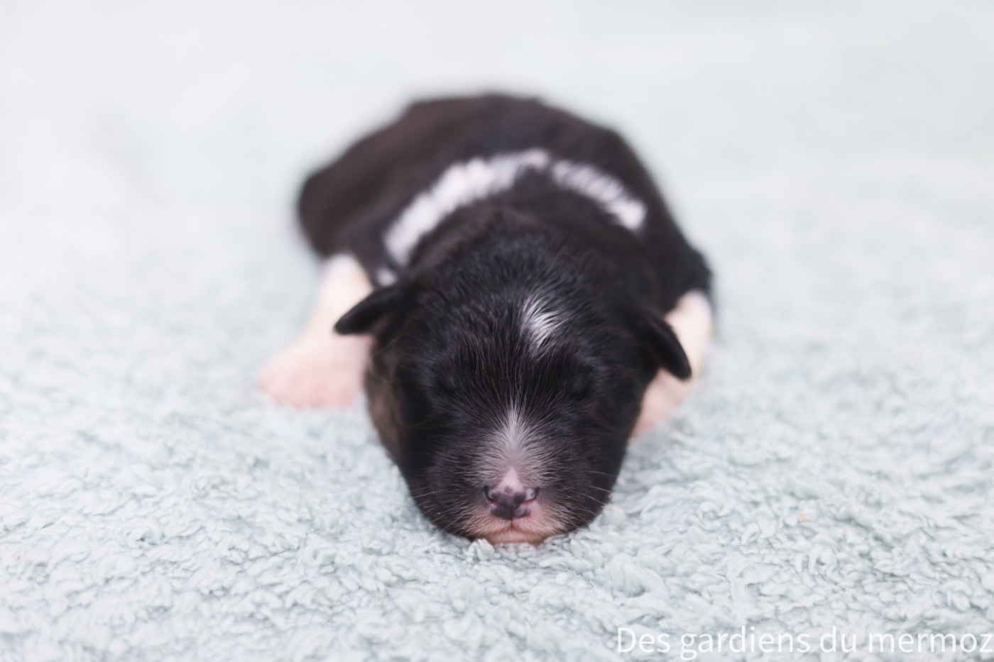 Des Gardiens Du Mermoz - Chiots disponibles - Berger Australien