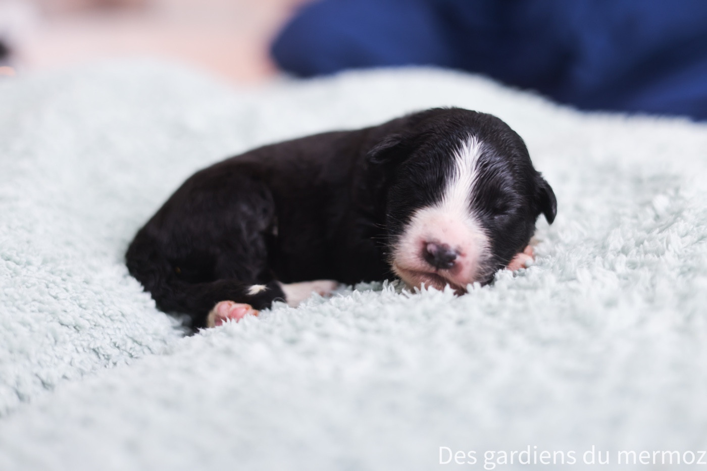 Des Gardiens Du Mermoz - Chiots disponibles - Berger Australien