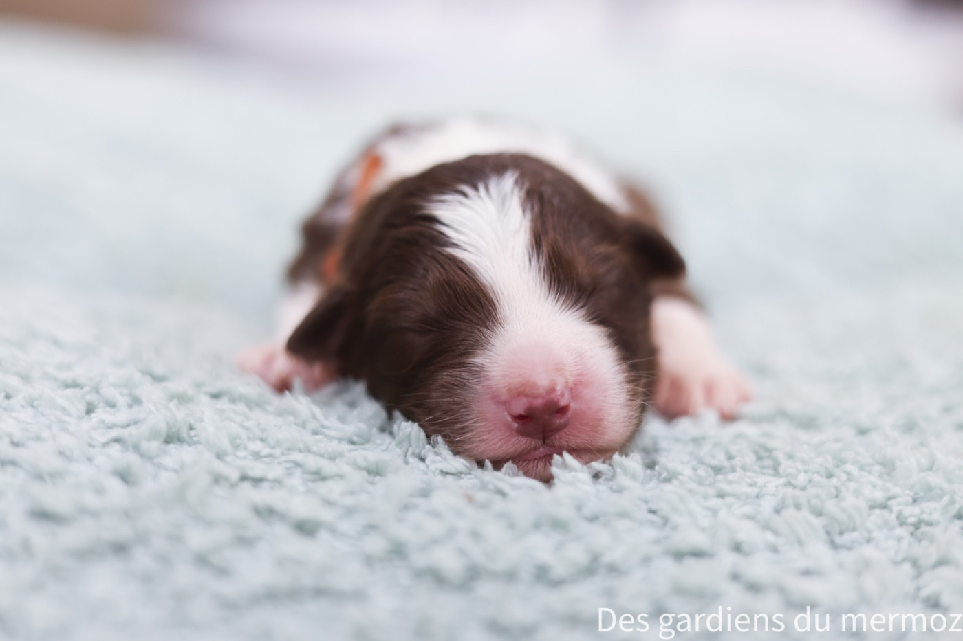 Des Gardiens Du Mermoz - Chiots disponibles - Berger Australien