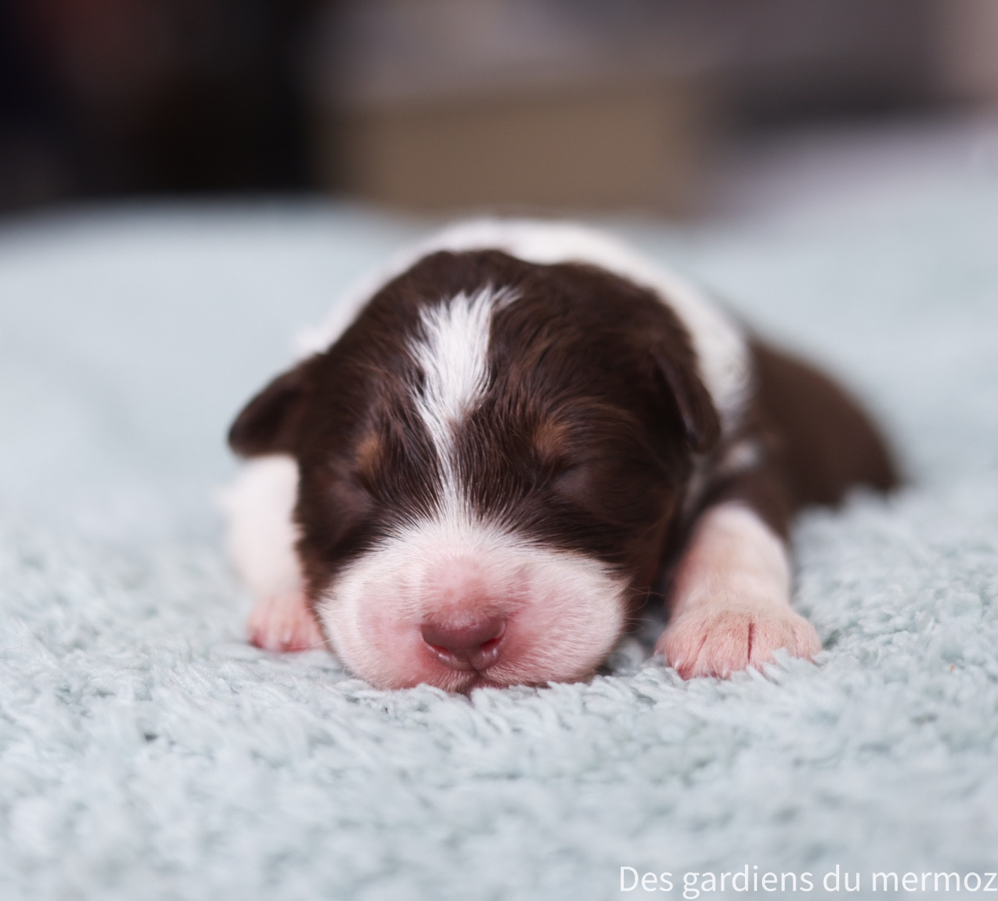 Des Gardiens Du Mermoz - Chiots disponibles - Berger Australien