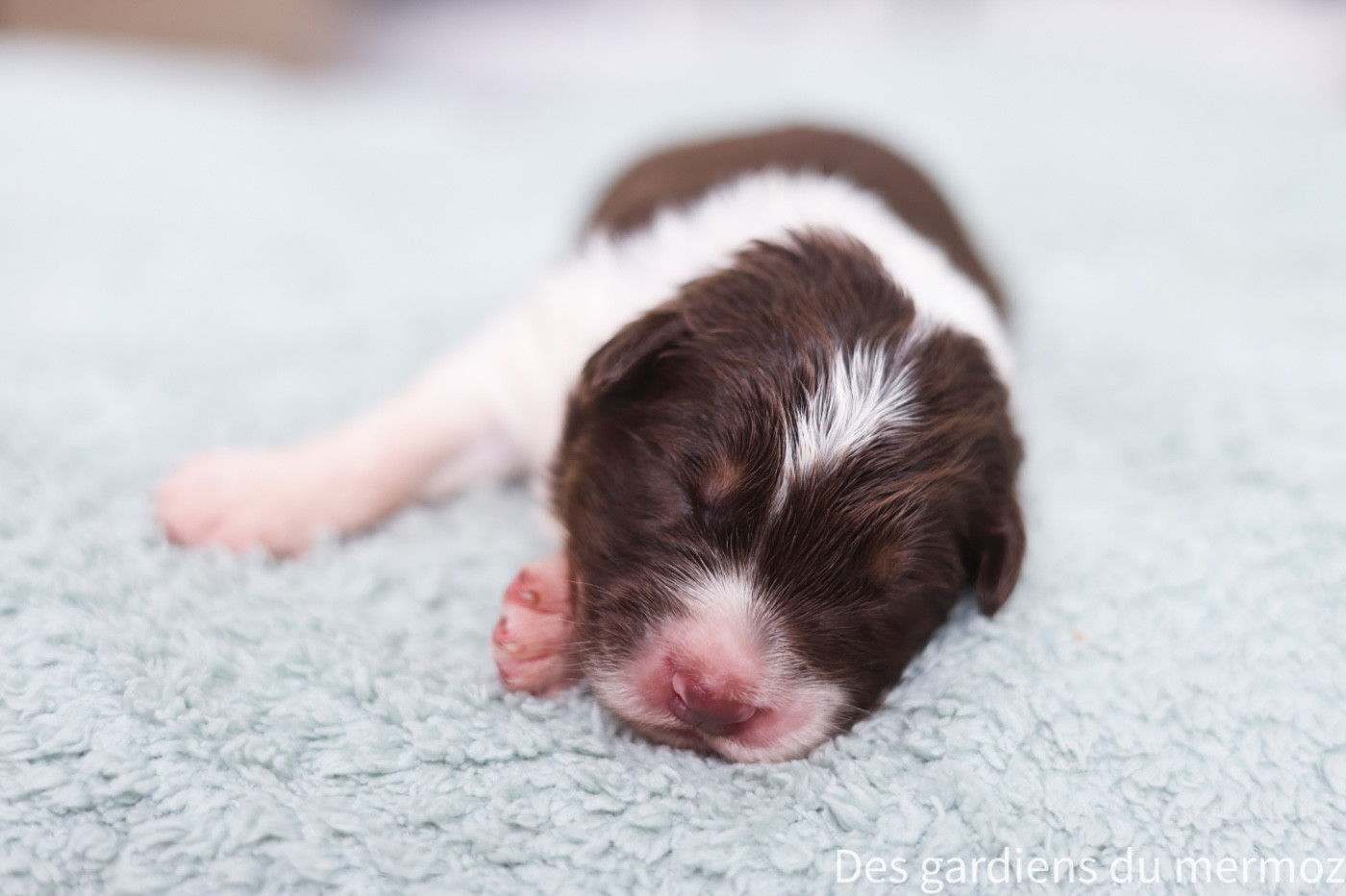 Des Gardiens Du Mermoz - Chiots disponibles - Berger Australien